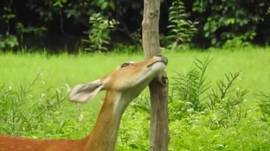 Chital ya da cheetal, Axis ekseni, benekli geyik ya da eksen geyiği doğa habitatında. Güçlü, görkemli yetişkin hayvanlar haykırın. Ormanda benekli geyik bulundu. Yala Ulusal Parkı 'nda vahşi benekli geyik. Geyik. Benekli Geyik (Chital), Chital veya Cheetal geyiği