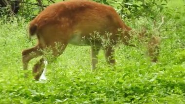 Chital ya da cheetal, Axis ekseni, benekli geyik ya da eksen geyiği doğa habitatında. Güçlü, görkemli yetişkin hayvanlar haykırın. Ormanda benekli geyik bulundu. Yala Ulusal Parkı 'nda vahşi benekli geyik. Geyik. Benekli Geyik (Chital), Chital veya Cheetal geyiği