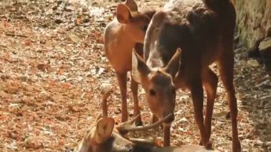 Chital ya da cheetal, Axis ekseni, benekli geyik ya da eksen geyiği doğa habitatında. Güçlü, görkemli yetişkin hayvanlar haykırın. Ormanda benekli geyik bulundu. Yala Ulusal Parkı 'nda vahşi benekli geyik. Geyik. Benekli Geyik (Chital), Chital veya Cheetal geyiği
