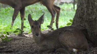 Chital ya da cheetal, Axis ekseni, benekli geyik ya da eksen geyiği doğa habitatında. Güçlü, görkemli yetişkin hayvanlar haykırın. Ormanda benekli geyik bulundu. Yala Ulusal Parkı 'nda vahşi benekli geyik. Geyik. Benekli Geyik (Chital), Chital veya Cheetal geyiği