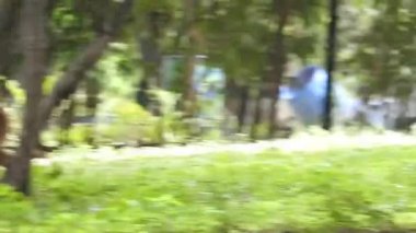 Chital ya da cheetal, Axis ekseni, benekli geyik ya da eksen geyiği doğa habitatında. Güçlü, görkemli yetişkin hayvanlar haykırın. Ormanda benekli geyik bulundu. Yala Ulusal Parkı 'nda vahşi benekli geyik. Geyik. Benekli Geyik (Chital), Chital veya Cheetal geyiği