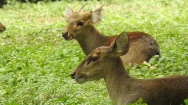 Chital ya da cheetal, Axis ekseni, benekli geyik ya da eksen geyiği doğa habitatında. Güçlü, görkemli yetişkin hayvanlar haykırın. Ormanda benekli geyik bulundu. Yala Ulusal Parkı 'nda vahşi benekli geyik. Geyik. Benekli Geyik (Chital), Chital veya Cheetal geyiği