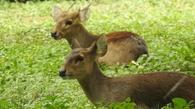 Chital ya da cheetal, Axis ekseni, benekli geyik ya da eksen geyiği doğa habitatında. Güçlü, görkemli yetişkin hayvanlar haykırın. Ormanda benekli geyik bulundu. Yala Ulusal Parkı 'nda vahşi benekli geyik. Geyik. Benekli Geyik (Chital), Chital veya Cheetal geyiği