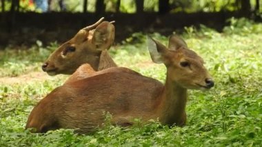 Chital ya da cheetal, Axis ekseni, benekli geyik ya da eksen geyiği doğa habitatında. Güçlü, görkemli yetişkin hayvanlar haykırın. Ormanda benekli geyik bulundu. Yala Ulusal Parkı 'nda vahşi benekli geyik. Geyik. Benekli Geyik (Chital), Chital veya Cheetal geyiği