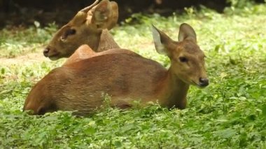 Chital ya da cheetal, Axis ekseni, benekli geyik ya da eksen geyiği doğa habitatında. Güçlü, görkemli yetişkin hayvanlar haykırın. Ormanda benekli geyik bulundu. Yala Ulusal Parkı 'nda vahşi benekli geyik. Geyik. Benekli Geyik (Chital), Chital veya Cheetal geyiği