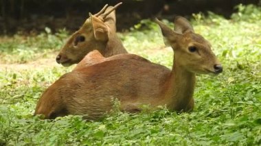 Chital ya da cheetal, Axis ekseni, benekli geyik ya da eksen geyiği doğa habitatında. Güçlü, görkemli yetişkin hayvanlar haykırın. Ormanda benekli geyik bulundu. Yala Ulusal Parkı 'nda vahşi benekli geyik. Geyik. Benekli Geyik (Chital), Chital veya Cheetal geyiği