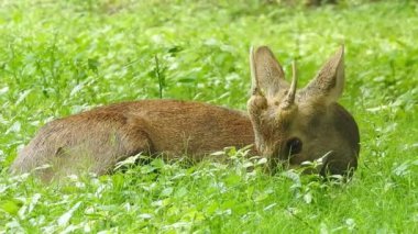 Chital ya da cheetal, Axis ekseni, benekli geyik ya da eksen geyiği doğa habitatında. Güçlü, görkemli yetişkin hayvanlar haykırın. Ormanda benekli geyik bulundu. Yala Ulusal Parkı 'nda vahşi benekli geyik. Geyik. Benekli Geyik (Chital), Chital veya Cheetal geyiği