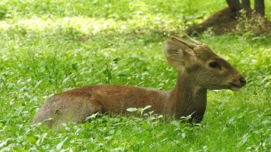 Benekli Geyik (Chital), Orman Ulusal Parkı. Chital ya da cheetal, Axis ekseni, benekli geyik ya da eksen geyiği doğa habitatında. Haykırın görkemli güçlü yetişkin hayvanlar ormanda bulunan benekli geyik kışın ormanda kızıl geyik. Vahşi yaşam, Doğayı Koruma