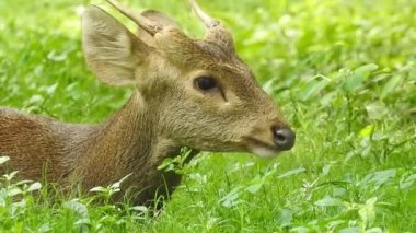 Benekli Geyik (Chital), Orman Ulusal Parkı. Chital ya da cheetal, Axis ekseni, benekli geyik ya da eksen geyiği doğa habitatında. Haykırın görkemli güçlü yetişkin hayvanlar ormanda bulunan benekli geyik kışın ormanda kızıl geyik. Vahşi yaşam, Doğayı Koruma
