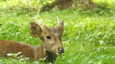 Benekli Geyik (Chital), Orman Ulusal Parkı. Chital ya da cheetal, Axis ekseni, benekli geyik ya da eksen geyiği doğa habitatında. Haykırın görkemli güçlü yetişkin hayvanlar ormanda bulunan benekli geyik kışın ormanda kızıl geyik. Vahşi yaşam, Doğayı Koruma