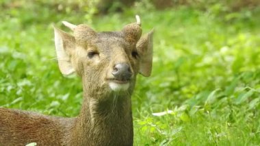Benekli Geyik (Chital), Orman Ulusal Parkı. Chital ya da cheetal, Axis ekseni, benekli geyik ya da eksen geyiği doğa habitatında. Haykırın görkemli güçlü yetişkin hayvanlar ormanda bulunan benekli geyik kışın ormanda kızıl geyik. Vahşi yaşam, Doğayı Koruma
