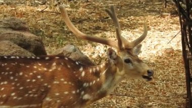Benekli Geyik (Chital), Orman Ulusal Parkı. Chital ya da cheetal, Axis ekseni, benekli geyik ya da eksen geyiği doğa habitatında. Haykırın görkemli güçlü yetişkin hayvanlar ormanda bulunan benekli geyik kışın ormanda kızıl geyik. Vahşi yaşam, Doğayı Koruma