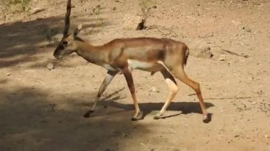 Benekli Geyik (Chital), Orman Ulusal Parkı. Chital ya da cheetal, Axis ekseni, benekli geyik ya da eksen geyiği doğa habitatında. Haykırın görkemli güçlü yetişkin hayvanlar ormanda bulunan benekli geyik kışın ormanda kızıl geyik. Vahşi yaşam, Doğayı Koruma