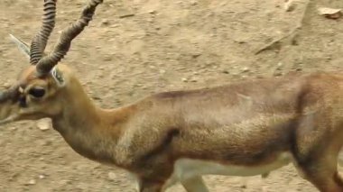 Benekli Geyik (Chital), Orman Ulusal Parkı. Chital ya da cheetal, Axis ekseni, benekli geyik ya da eksen geyiği doğa habitatında. Haykırın görkemli güçlü yetişkin hayvanlar ormanda bulunan benekli geyik kışın ormanda kızıl geyik. Vahşi yaşam, Doğayı Koruma