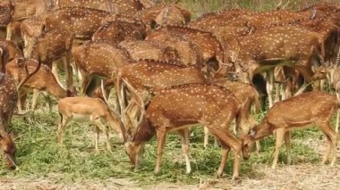 Benekli Geyik (Chital), Orman Ulusal Parkı. Chital ya da cheetal, Axis ekseni, benekli geyik ya da eksen geyiği doğa habitatında. Haykırın görkemli güçlü yetişkin hayvanlar ormanda bulunan benekli geyik kışın ormanda kızıl geyik. Vahşi yaşam, Doğayı Koruma