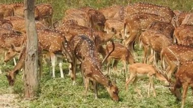 Benekli Geyik (Chital), Orman Ulusal Parkı. Chital ya da cheetal, Axis ekseni, benekli geyik ya da eksen geyiği doğa habitatında. Haykırın görkemli güçlü yetişkin hayvanlar ormanda bulunan benekli geyik kışın ormanda kızıl geyik. Vahşi yaşam, Doğayı Koruma