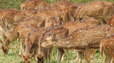 Benekli Geyik (Chital), Orman Ulusal Parkı. Chital ya da cheetal, Axis ekseni, benekli geyik ya da eksen geyiği doğa habitatında. Haykırın görkemli güçlü yetişkin hayvanlar ormanda bulunan benekli geyik kışın ormanda kızıl geyik. Vahşi yaşam, Doğayı Koruma
