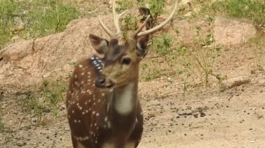 Benekli Geyik (Chital), Orman Ulusal Parkı. Chital ya da cheetal, Axis ekseni, benekli geyik ya da eksen geyiği doğa habitatında. Haykırın görkemli güçlü yetişkin hayvanlar ormanda bulunan benekli geyik kışın ormanda kızıl geyik. Vahşi yaşam, Doğayı Koruma