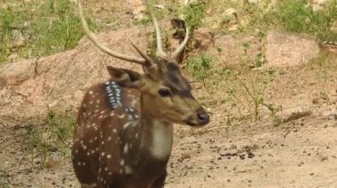 Benekli Geyik (Chital), Orman Ulusal Parkı. Chital ya da cheetal, Axis ekseni, benekli geyik ya da eksen geyiği doğa habitatında. Haykırın görkemli güçlü yetişkin hayvanlar ormanda bulunan benekli geyik kışın ormanda kızıl geyik. Vahşi yaşam, Doğayı Koruma