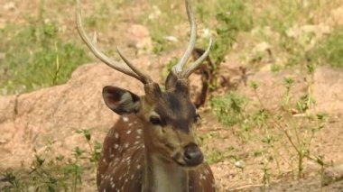 Benekli Geyik (Chital), Orman Ulusal Parkı. Chital ya da cheetal, Axis ekseni, benekli geyik ya da eksen geyiği doğa habitatında. Haykırın görkemli güçlü yetişkin hayvanlar ormanda bulunan benekli geyik kışın ormanda kızıl geyik. Vahşi yaşam, Doğayı Koruma