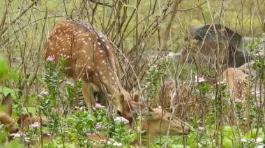 Benekli Geyik (Chital), Orman Ulusal Parkı. Chital ya da cheetal, Axis ekseni, benekli geyik ya da eksen geyiği doğa habitatında. Haykırın görkemli güçlü yetişkin hayvanlar ormanda bulunan benekli geyik kışın ormanda kızıl geyik. Vahşi yaşam, Doğayı Koruma