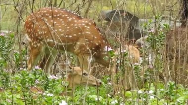 Benekli Geyik (Chital), Orman Ulusal Parkı. Chital ya da cheetal, Axis ekseni, benekli geyik ya da eksen geyiği doğa habitatında. Haykırın görkemli güçlü yetişkin hayvanlar ormanda bulunan benekli geyik kışın ormanda kızıl geyik. Vahşi yaşam, Doğayı Koruma