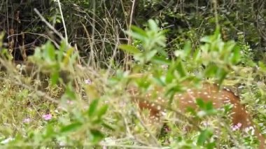 Benekli Geyik (Chital), Orman Ulusal Parkı. Chital ya da cheetal, Axis ekseni, benekli geyik ya da eksen geyiği doğa habitatında. Haykırın görkemli güçlü yetişkin hayvanlar ormanda bulunan benekli geyik kışın ormanda kızıl geyik. Vahşi yaşam, Doğayı Koruma