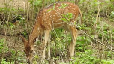 Benekli Geyik (Chital), Orman Ulusal Parkı. Chital ya da cheetal, Axis ekseni, benekli geyik ya da eksen geyiği doğa habitatında. Haykırın görkemli güçlü yetişkin hayvanlar ormanda bulunan benekli geyik kışın ormanda kızıl geyik. Vahşi yaşam, Doğayı Koruma