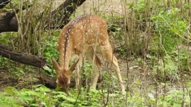 Geyik dövüşü, kızıl geyik dövüşü Cervus Elaphus. Fallow geyik çiftleşme mevsiminde dövüşüyor. Hiyerarşi kurmak için iki geyik. Kırmızı geyiklerle savaşan mızrak dövüşü. Roe Geyik Ağacı Fallow Geyik Ormanı Kırmızı Geyik Geyiği duruyor