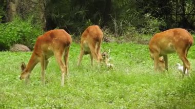 Geyik dövüşü, kızıl geyik dövüşü Cervus Elaphus. Fallow geyik çiftleşme mevsiminde dövüşüyor. Hiyerarşi kurmak için iki geyik. Kırmızı geyiklerle savaşan mızrak dövüşü. Roe Geyik Ağacı Fallow Geyik Ormanı Kırmızı Geyik Geyiği duruyor