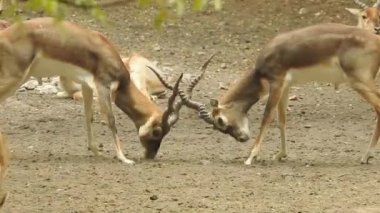 Geyik dövüşü, kızıl geyik dövüşü Cervus Elaphus. Fallow geyik çiftleşme mevsiminde dövüşüyor. Hiyerarşi kurmak için iki geyik. Kırmızı geyiklerle savaşan mızrak dövüşü. Roe Geyik Ağacı Fallow Geyik Ormanı Kırmızı Geyik Geyiği duruyor