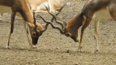 Geyik dövüşü, kızıl geyik dövüşü Cervus Elaphus. Fallow geyik çiftleşme mevsiminde dövüşüyor. Hiyerarşi kurmak için iki geyik. Kırmızı geyiklerle savaşan mızrak dövüşü. Roe Geyik Ağacı Fallow Geyik Ormanı Kırmızı Geyik Geyiği duruyor