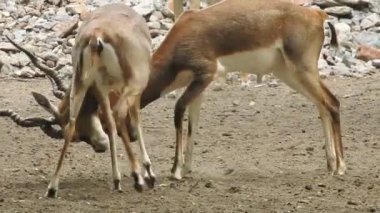 Geyik dövüşü, kızıl geyik dövüşü Cervus Elaphus. Fallow geyik çiftleşme mevsiminde dövüşüyor. Hiyerarşi kurmak için iki geyik. Kırmızı geyiklerle savaşan mızrak dövüşü. Roe Geyik Ağacı Fallow Geyik Ormanı Kırmızı Geyik Geyiği duruyor