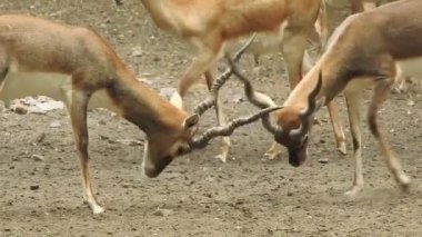 Geyik dövüşü, kızıl geyik dövüşü Cervus Elaphus. Fallow geyik çiftleşme mevsiminde dövüşüyor. Hiyerarşi kurmak için iki geyik. Kırmızı geyiklerle savaşan mızrak dövüşü. Roe Geyik Ağacı Fallow Geyik Ormanı Kırmızı Geyik Geyiği duruyor