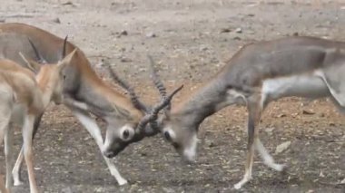 Geyik dövüşü, kızıl geyik dövüşü Cervus Elaphus. Fallow geyik çiftleşme mevsiminde dövüşüyor. Hiyerarşi kurmak için iki geyik. Kırmızı geyiklerle savaşan mızrak dövüşü. Roe Geyik Ağacı Fallow Geyik Ormanı Kırmızı Geyik Geyiği duruyor