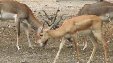 Geyik dövüşü, kızıl geyik dövüşü Cervus Elaphus. Fallow geyik çiftleşme mevsiminde dövüşüyor. Hiyerarşi kurmak için iki geyik. Kırmızı geyiklerle savaşan mızrak dövüşü. Roe Geyik Ağacı Fallow Geyik Ormanı Kırmızı Geyik Geyiği duruyor