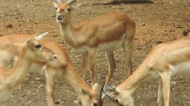 Geyik dövüşü, kızıl geyik dövüşü Cervus Elaphus. Fallow geyik çiftleşme mevsiminde dövüşüyor. Hiyerarşi kurmak için iki geyik. Kırmızı geyiklerle savaşan mızrak dövüşü. Roe Geyik Ağacı Fallow Geyik Ormanı Kırmızı Geyik Geyiği duruyor