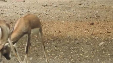 Geyik dövüşü, kızıl geyik dövüşü Cervus Elaphus. Fallow geyik çiftleşme mevsiminde dövüşüyor. Hiyerarşi kurmak için iki geyik. Kırmızı geyiklerle savaşan mızrak dövüşü. Roe Geyik Ağacı Fallow Geyik Ormanı Kırmızı Geyik Geyiği duruyor