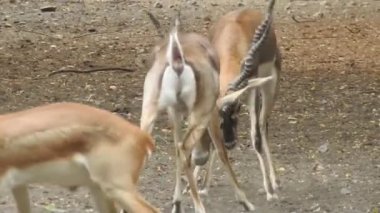 Geyik dövüşü, kızıl geyik dövüşü Cervus Elaphus. Fallow geyik çiftleşme mevsiminde dövüşüyor. Hiyerarşi kurmak için iki geyik. Kırmızı geyiklerle savaşan mızrak dövüşü. Roe Geyik Ağacı Fallow Geyik Ormanı Kırmızı Geyik Geyiği duruyor