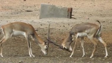 Geyik dövüşü, kızıl geyik dövüşü Cervus Elaphus. Fallow geyik çiftleşme mevsiminde dövüşüyor. Hiyerarşi kurmak için iki geyik. Kırmızı geyiklerle savaşan mızrak dövüşü. Roe Geyik Ağacı Fallow Geyik Ormanı Kırmızı Geyik Geyiği duruyor