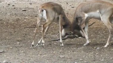 Geyik dövüşü, kızıl geyik dövüşü Cervus Elaphus. Fallow geyik çiftleşme mevsiminde dövüşüyor. Hiyerarşi kurmak için iki geyik. Kırmızı geyiklerle savaşan mızrak dövüşü. Roe Geyik Ağacı Fallow Geyik Ormanı Kırmızı Geyik Geyiği duruyor
