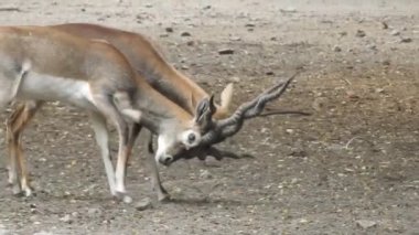 Geyik dövüşü, kızıl geyik dövüşü Cervus Elaphus. Fallow geyik çiftleşme mevsiminde dövüşüyor. Hiyerarşi kurmak için iki geyik. Kırmızı geyiklerle savaşan mızrak dövüşü. Roe Geyik Ağacı Fallow Geyik Ormanı Kırmızı Geyik Geyiği duruyor
