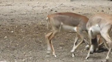 Geyik dövüşü, kızıl geyik dövüşü Cervus Elaphus. Fallow geyik çiftleşme mevsiminde dövüşüyor. Hiyerarşi kurmak için iki geyik. Kırmızı geyiklerle savaşan mızrak dövüşü. Roe Geyik Ağacı Fallow Geyik Ormanı Kırmızı Geyik Geyiği duruyor