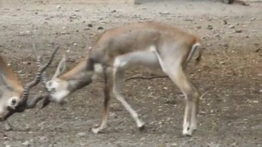 Geyik dövüşü, kızıl geyik dövüşü Cervus Elaphus. Fallow geyik çiftleşme mevsiminde dövüşüyor. Hiyerarşi kurmak için iki geyik. Kırmızı geyiklerle savaşan mızrak dövüşü. Roe Geyik Ağacı Fallow Geyik Ormanı Kırmızı Geyik Geyiği duruyor