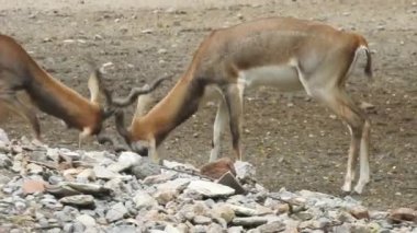 Geyik dövüşü, kızıl geyik dövüşü Cervus Elaphus. Fallow geyik çiftleşme mevsiminde dövüşüyor. Hiyerarşi kurmak için iki geyik. Kırmızı geyiklerle savaşan mızrak dövüşü. Roe Geyik Ağacı Fallow Geyik Ormanı Kırmızı Geyik Geyiği duruyor