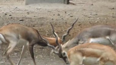 Roe Geyik Ağacı Fallow Geyik Ormanı Kırmızı Geyiği yerde duruyor ve çok güzel görünüyor. Orman ağaçlarında boynuzları olan beyaz kuyruklu geyik portresi. Chital ya da cheetal, Axis ekseni, benekli geyik ya da eksen geyiği doğa habitatında. geyik