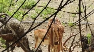 Roe Geyik Ağacı Fallow Geyik Ormanı Kırmızı Geyiği yerde duruyor ve çok güzel görünüyor. Orman ağaçlarında boynuzları olan beyaz kuyruklu geyik portresi. Chital ya da cheetal, Axis ekseni, benekli geyik ya da eksen geyiği doğa habitatında. geyik