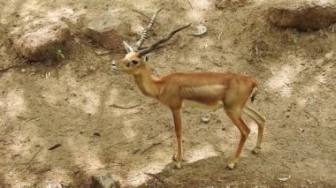 Roe Geyik Ağacı Fallow Geyik Ormanı Kırmızı Geyiği yerde duruyor ve çok güzel görünüyor. Orman ağaçlarında boynuzları olan beyaz kuyruklu geyik portresi. Chital ya da cheetal, Axis ekseni, benekli geyik ya da eksen geyiği doğa habitatında. geyik