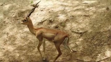 Roe Geyik Ağacı Fallow Geyik Ormanı Kırmızı Geyiği yerde duruyor ve çok güzel görünüyor. Orman ağaçlarında boynuzları olan beyaz kuyruklu geyik portresi. Chital ya da cheetal, Axis ekseni, benekli geyik ya da eksen geyiği doğa habitatında. geyik