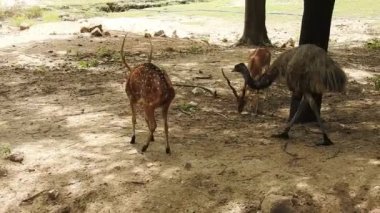 Roe Geyik Ağacı Fallow Geyik Ormanı Kırmızı Geyiği yerde duruyor ve çok güzel görünüyor. Orman ağaçlarında boynuzları olan beyaz kuyruklu geyik portresi. Chital ya da cheetal, Axis ekseni, benekli geyik ya da eksen geyiği doğa habitatında. geyik